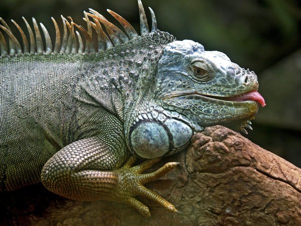Quelle est la fréquence idéale de baignade pour un iguane de Madagascar?