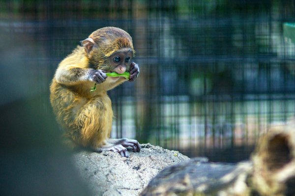Comment reconnaître un comportement de stress chez un kinkajou?