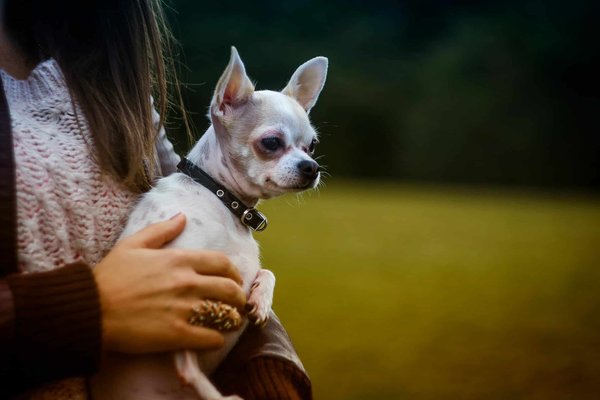 Quels sont les avantages de l'acupuncture pour un chien de race Chihuahua avec des douleurs chroniques?