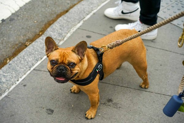 Comment choisir une source de protéines hypoallergénique pour un chien de race Bouledogue souffrant d'allergies alimentaires?