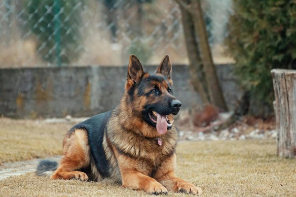 Quelle est la meilleure façon d'intégrer un chien de race Leonberger dans une famille avec des triplés?