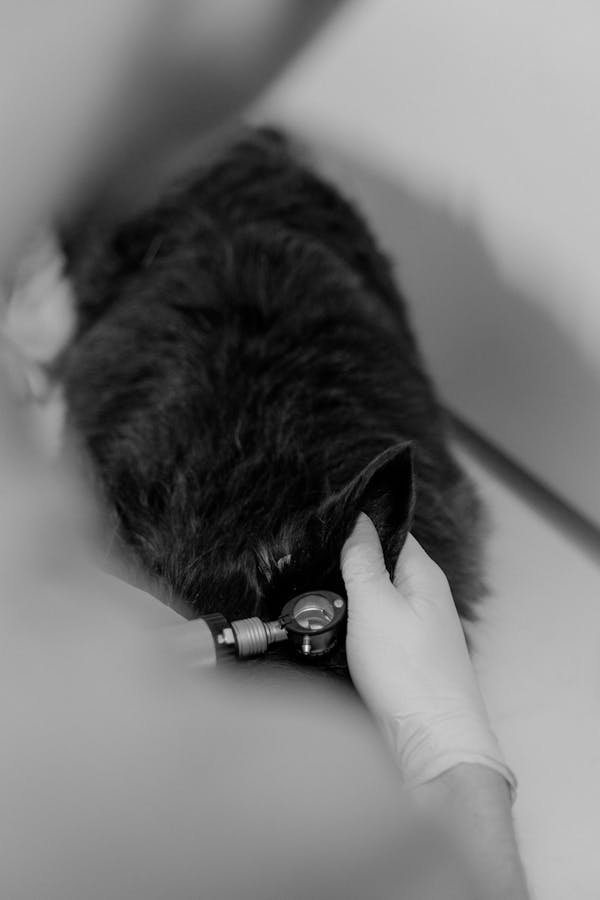 Traitement de l'otite chez le chat : découvrez les gouttes efficaces